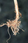 Meadow foxtail